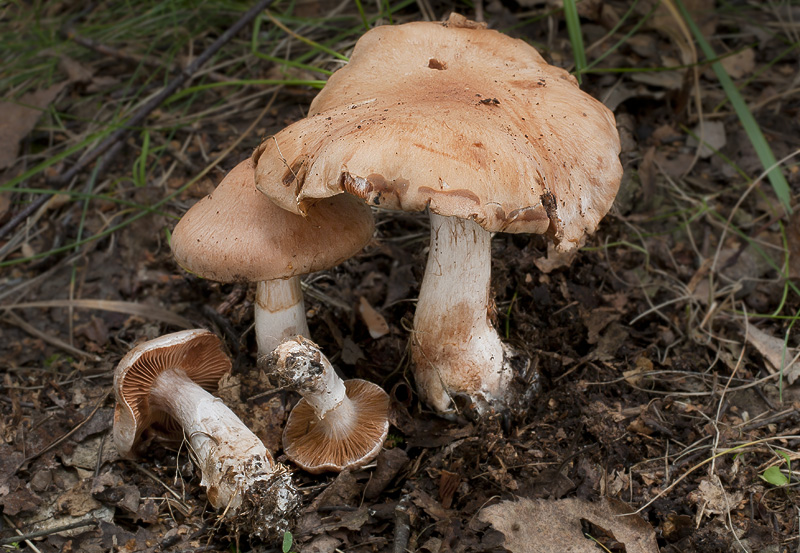 Cortinarius bivelus